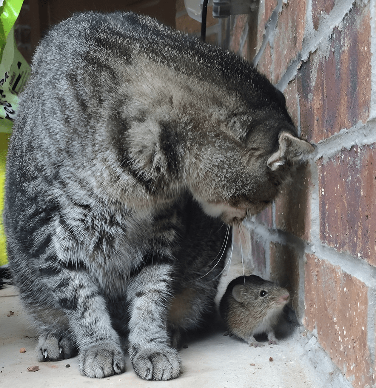 A curious cat watches a mouse near a brick wall.