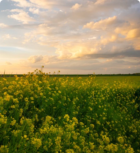 Field of yellow flowers under cloudy sky.