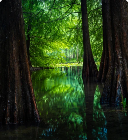 Forest trees reflected in tranquil water.