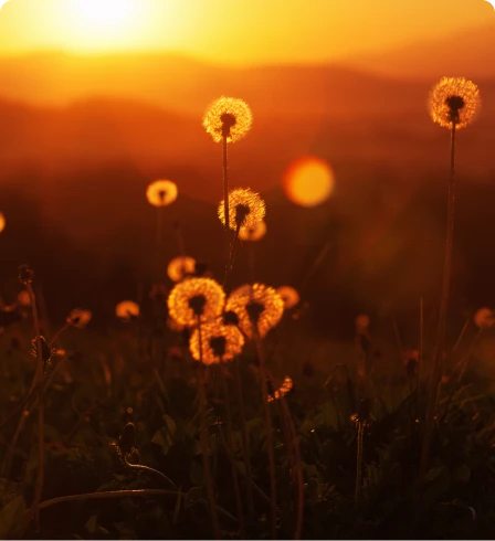 Dandelions at sunset with warm glow.