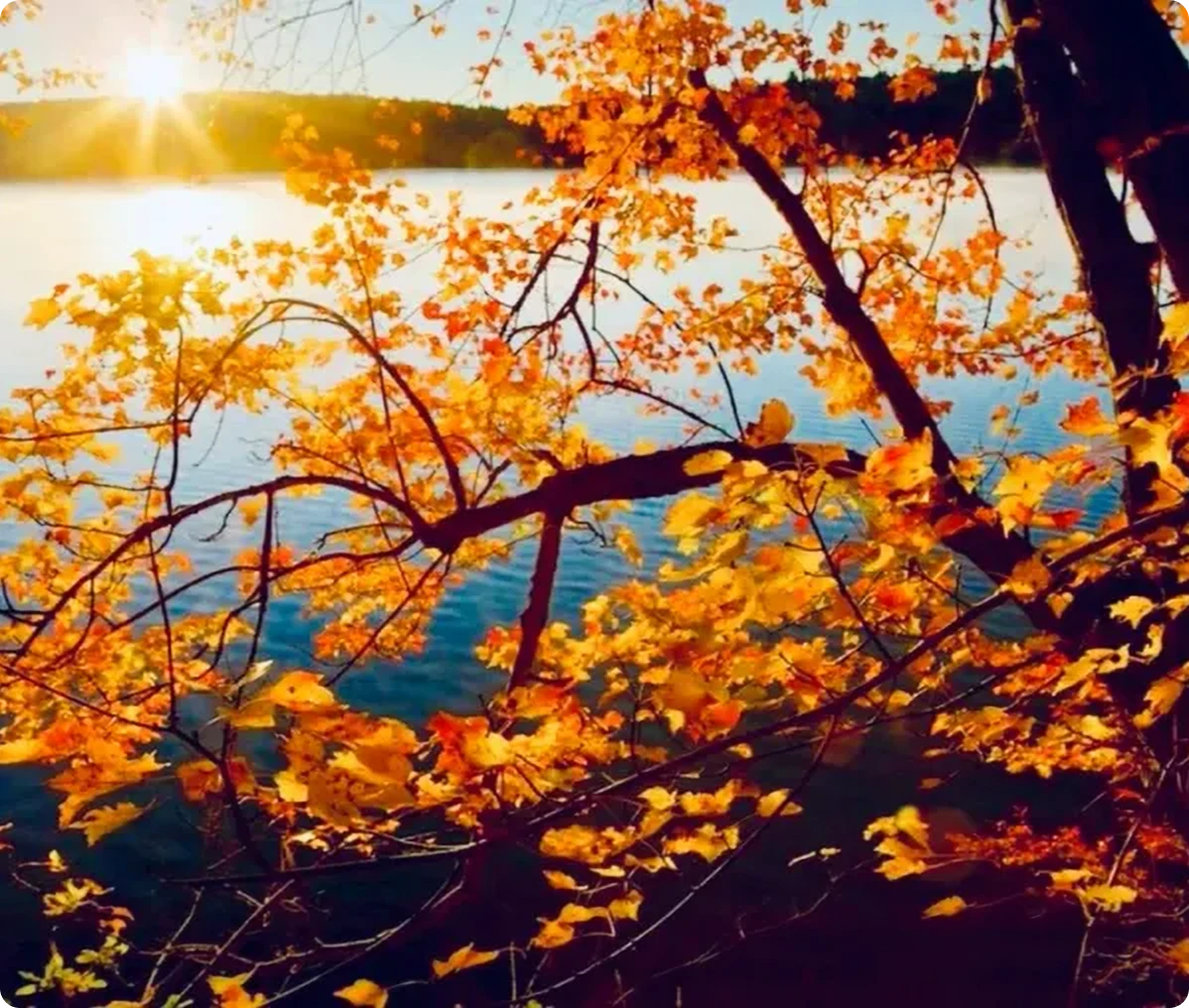 Autumn leaves with sunlit lake background.